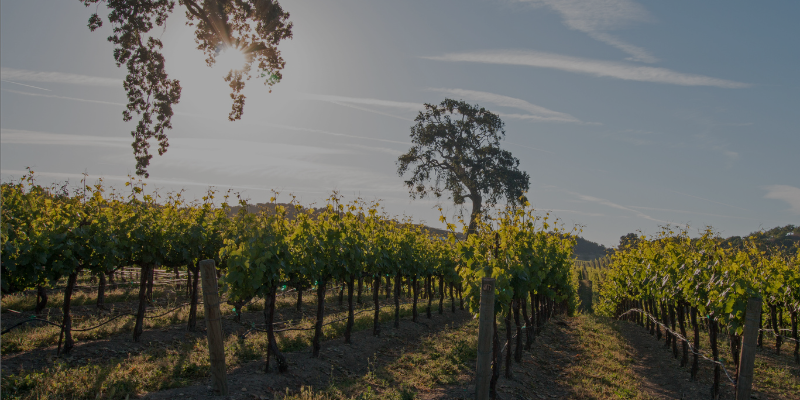 Fog Bank Wines – Buy 3, Get 1 Free at Mike’s